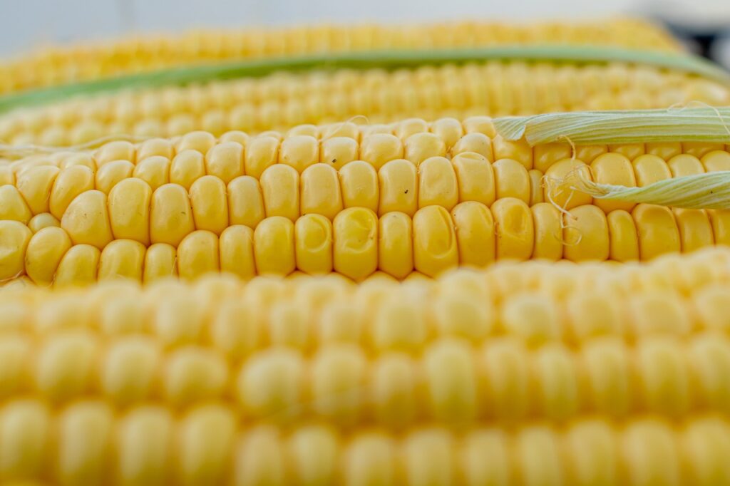 corn, corn on the cob, corn kernels-5199393.jpg